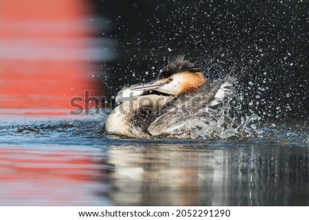 Great crested grebe (Podiceps cristatus) taking a bath in natural habitat with water splashes around.
Photographed in the Netherlands.