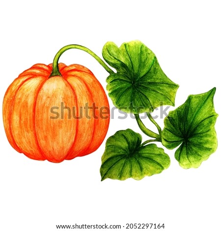 Hand drawn watercolour orange pumpkin isolated on white. Isolated object.