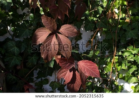 First red autumn leaves of wild decorative garden grapes on green ivy plant background 