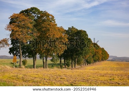 Colorful trees among the field in the autumn, Poland