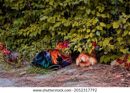 A rooster(cockerel) with some chickens. Rooster's tail has mesmerizing colors. Beauty of nature is amazing. Family of hen.