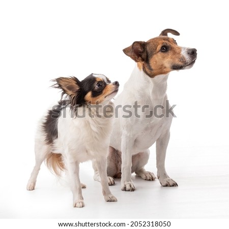 Jack Russell and Chihuahua in studio on white background