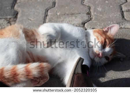 Cute orange cat laying on the ground and trying to get attention. Lovely stray animal