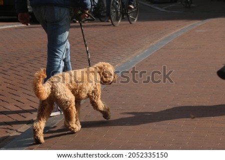 A picture of a cute brown curly hair poodle dog walking on a street with leash next to its owner from behind 