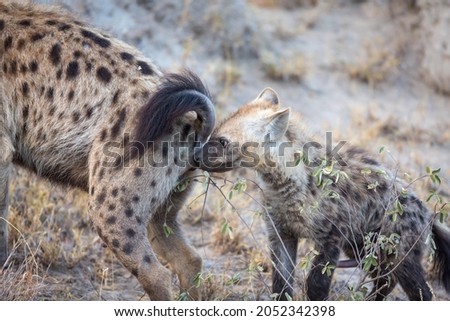 Spotted laughing hyenas (Crocuta crocuta), cub sniffing mother, Timbavati Game Reserve, South Africa