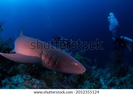 A nurse shark swimming near divers