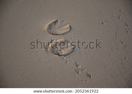 Footprints of horses on the sand at Hua Hin Beach, Thailand, at various tourist spots. There will be services for tourists to ride horses to walk around the atmosphere or take pictures.