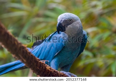 The Spix's macaw is a macaw native to Brazil. The bird is a medium-size parrot. The IUCN regard the Spix's macaw as probably extinct in the wild. Its last known stronghold in the wild was in  Brazil.  Royalty-Free Stock Photo #2052377168