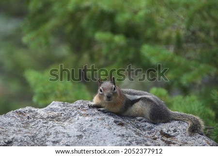 pic of squirrel chilling in Banff