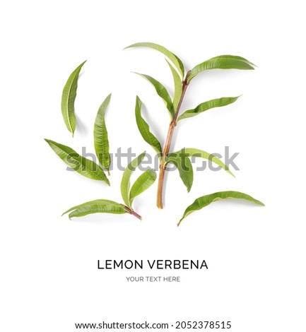 Creative layout made of lemon verbena on the white background. Flat lay. Food concept. Macro  concept. Royalty-Free Stock Photo #2052378515