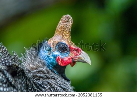 The helmeted guineafowl (Numida meleagris) stands alone.
It is native to Africa, mainly south of the Sahara, and has been widely introduced into the West Indies, Brazil, Australia and Europe Royalty-Free Stock Photo #2052381155
