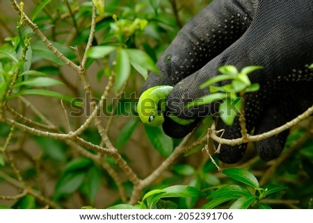 Selective focus picture of farmer hand picking up green caterpillar that destroy his plant.