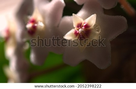 Mother of pearl flower with nectar drop