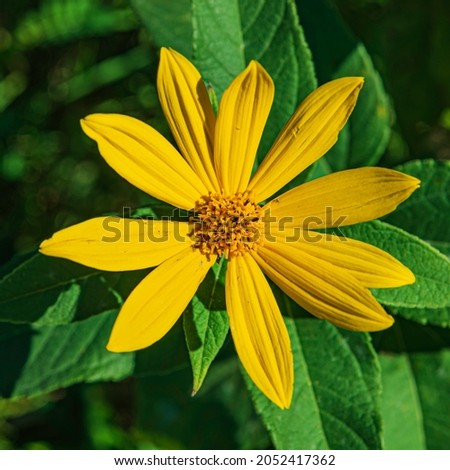Close up yellow flower with  green leaf