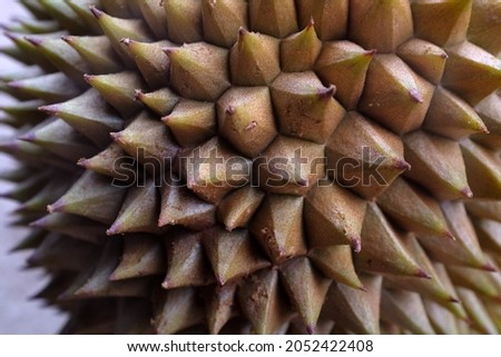 The tropical durian fruit in Southeast Asia is very popular in Indonesia.
