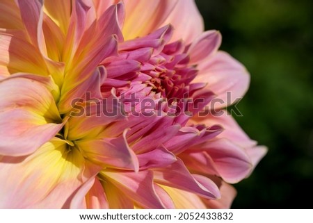 Garden dahlia flower blooms brightly beautifully on a sunny autumn day close-up