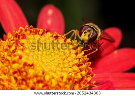 Insect fly hoverfly on a chrysanthemum flower close-up macro photography in a garden sunny autumn day