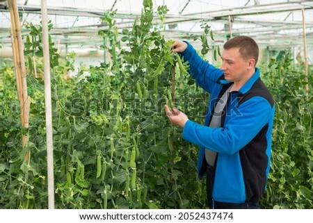 Male horticulturist during harvesting with pea and soy seedlings in hothouse Royalty-Free Stock Photo #2052437474