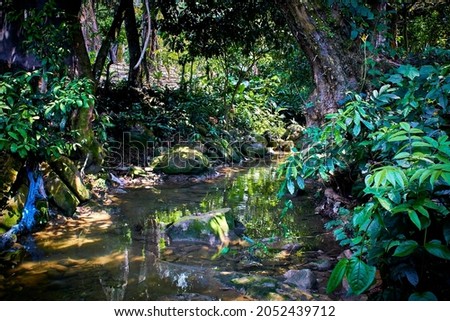 river with forest around with plants and stones in martinez de la torre, novara veracruz Royalty-Free Stock Photo #2052439712
