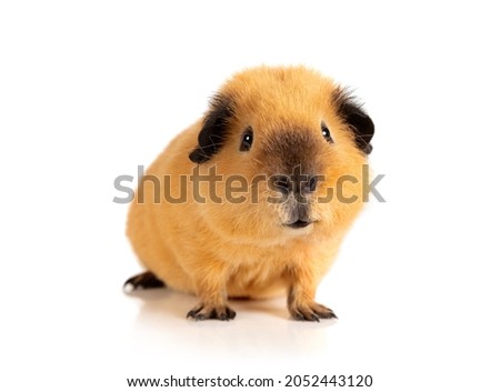 Lovely red guinea pig portrait isolated on white background
