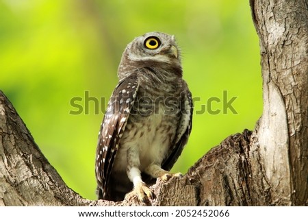 The Spotted owlet on branch in nature, Thailand.