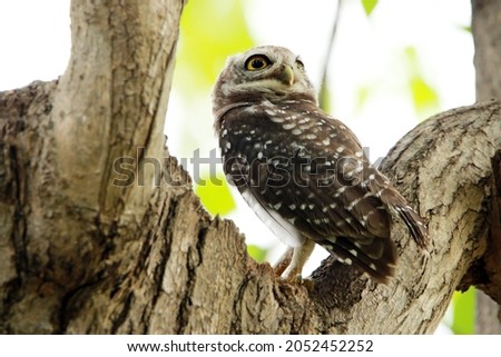 The Spotted owlet on branch in nature, Thailand.