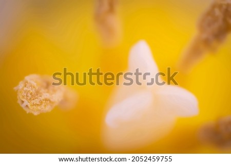 Macro picture of tiny tulip parts. Bright yellow petals and pistils. Floral wallpaper. Colorful natural texture. Selective focus on the details, blurred background.