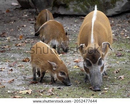 Red river hog, Potamochoerus porcus porcus, mother teaches piglets how to look for food