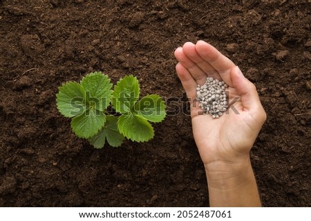 Young adult woman palm holding complex fertiliser granules for green small strawberry plant on dark brown ground background. Closeup. Root feeding. Preparation work in garden. Royalty-Free Stock Photo #2052487061