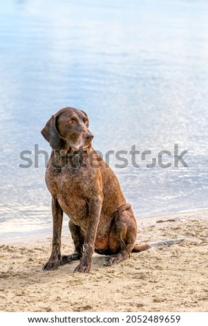 Detailed German Short haired Pointer, GSP dog sits on the beach of a lake during a summer day. He stares into the distance, in side view, water in the background.