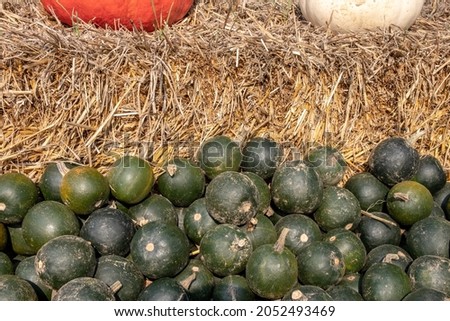 A large collection of Rondini (Cucurbita pepo) pumpkins at the market on a sunny autumn day. Beautiful background for a natural health and nutrition concept.