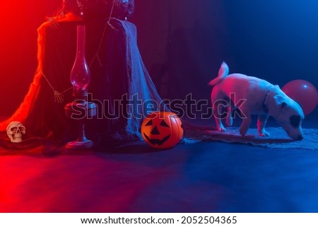 Dog Jack Russell Terrier on a background of Halloween