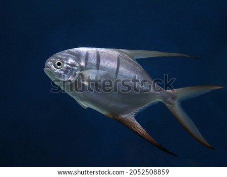 fish underwater in an aquarium (trachinotus goodei), background blur