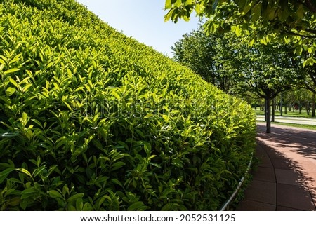 Mirror maze. Walls of the labyrinth are decorated with bushes of evergreen cherry laurel (Prunus laurocerasus). Public landscape city park "Galitsky". Place for family recreation and sports. Royalty-Free Stock Photo #2052531125