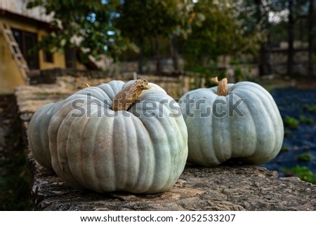 Halloween Day. Green pumpkins in garden . autumn harvest time. natural fall background.