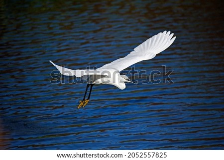 Little egret flying in to forage for food