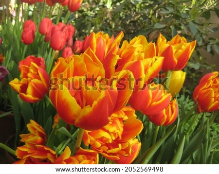 macro photo with a decorative floral background of spring flowering of a bulbous tulip plant for garden landscape design as a source for prints, wallpapers, posters, interiors, advertising, decoration