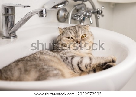 A fat, lop-eared Scottish cat sleeps in the sink. The concept of washing cats, pet hygiene. Royalty-Free Stock Photo #2052572903