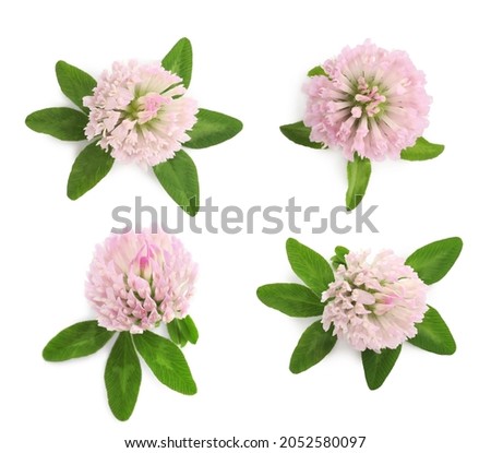 Set with beautiful clover flowers on white background, top view