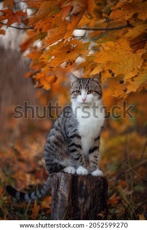Photo of a striped brown cat in yellow maple leaves. Royalty-Free Stock Photo #2052599270