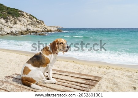 Cute tree color beagle dog sitting on the sea shore. Blue sea and blue sky. High quality photo
