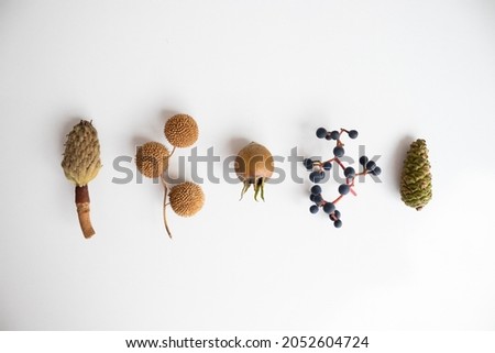 Group of different autumnal elements on white background, concept idea for autumn, fall or Thanksgiving, top view