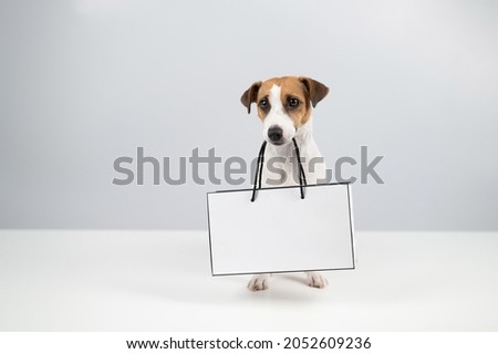 Jack russell terrier dog holding a paper bag on a white background. Shopping.