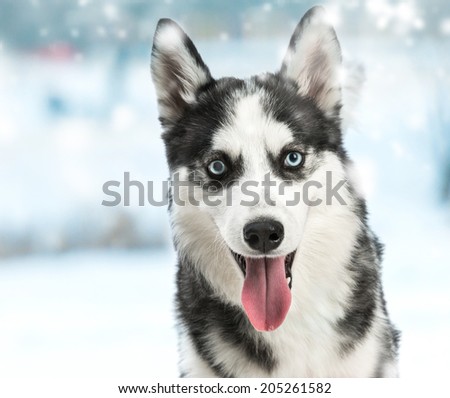siberian husky portrait close-up studio shoot. white background