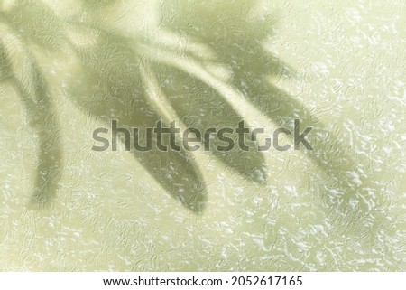 Flower shadow on green textured background top frame from natural light of sun