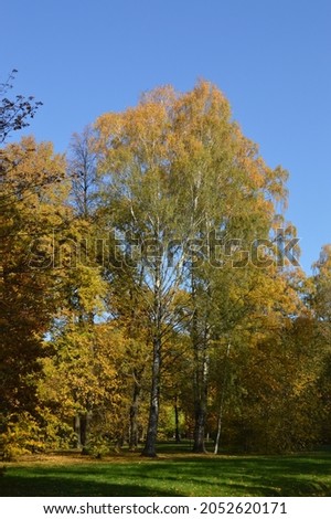 Autumnal Park. Autumn Trees And Leaves. Fall