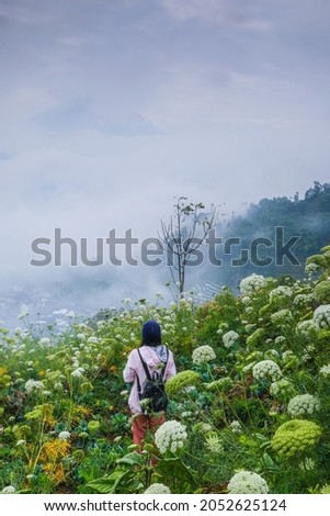 foogy sunrise with flowers at the hill, location dieng, wonosobo, indonesia