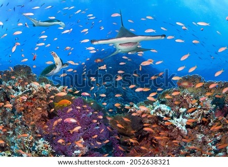 Underwater image of coral reef with Hammerhead shark, turtle and stingray. 