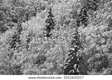 Beautiful snow covered mixed forest in Jura, France. Winter scenic landscape. Seasonal texture background. Black white photo