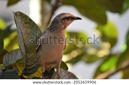 strength, determination, singing and the piercing gaze of the Chalk-browed Mockingbird or Mimus saturninus